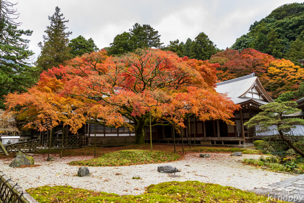 雷山千如寺大悲王院 紅葉