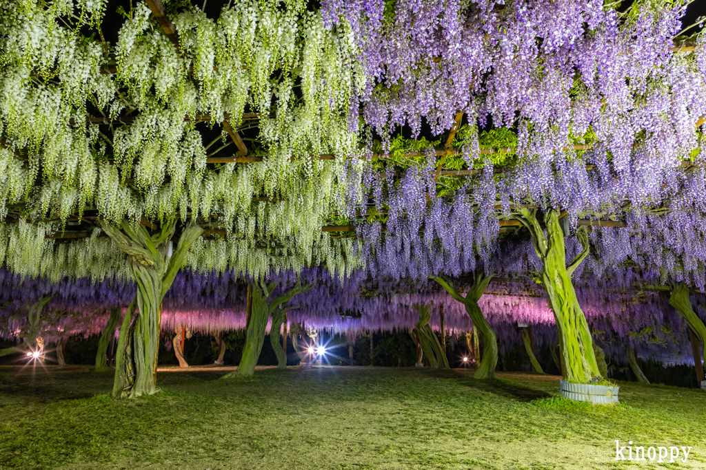 岡山和気藤公園 ライトアップ 4