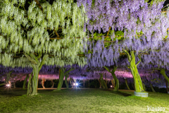 岡山和気藤公園 ライトアップ 4
