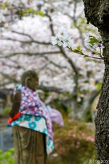 円応寺 桜並木 3