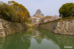 姫路城 桜 4
