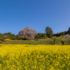 馬場の山桜 4