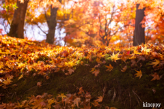 東福寺 紅葉 4