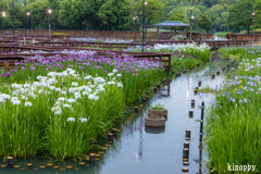 山田池公園 花しょうぶ園 2