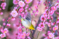 鈴鹿の森庭園 メジロ 3