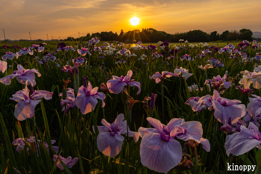 菖蒲 夕景 2