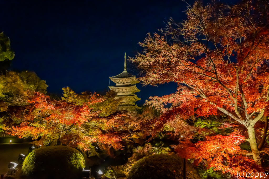 東寺 紅葉 ライトアップ 4