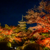 東寺 紅葉 ライトアップ 4