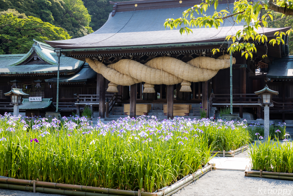 宮地嶽神社 菖蒲 3