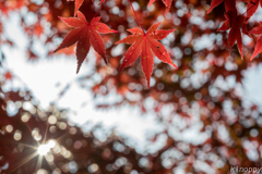 呑山観音寺 紅葉 8