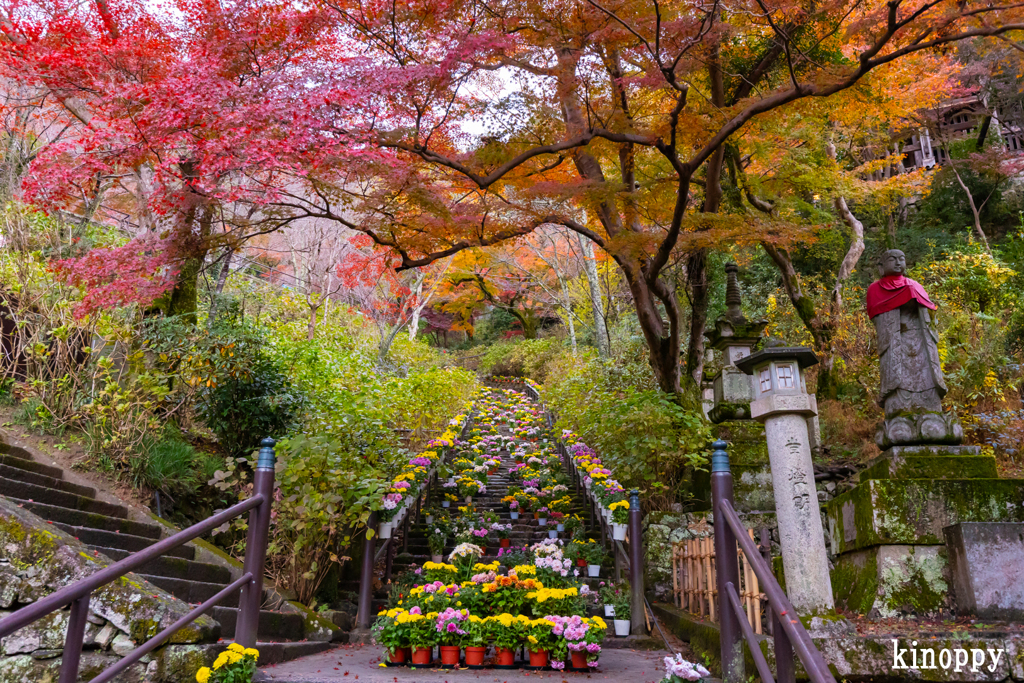 長谷寺 紅葉