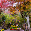 長谷寺 紅葉