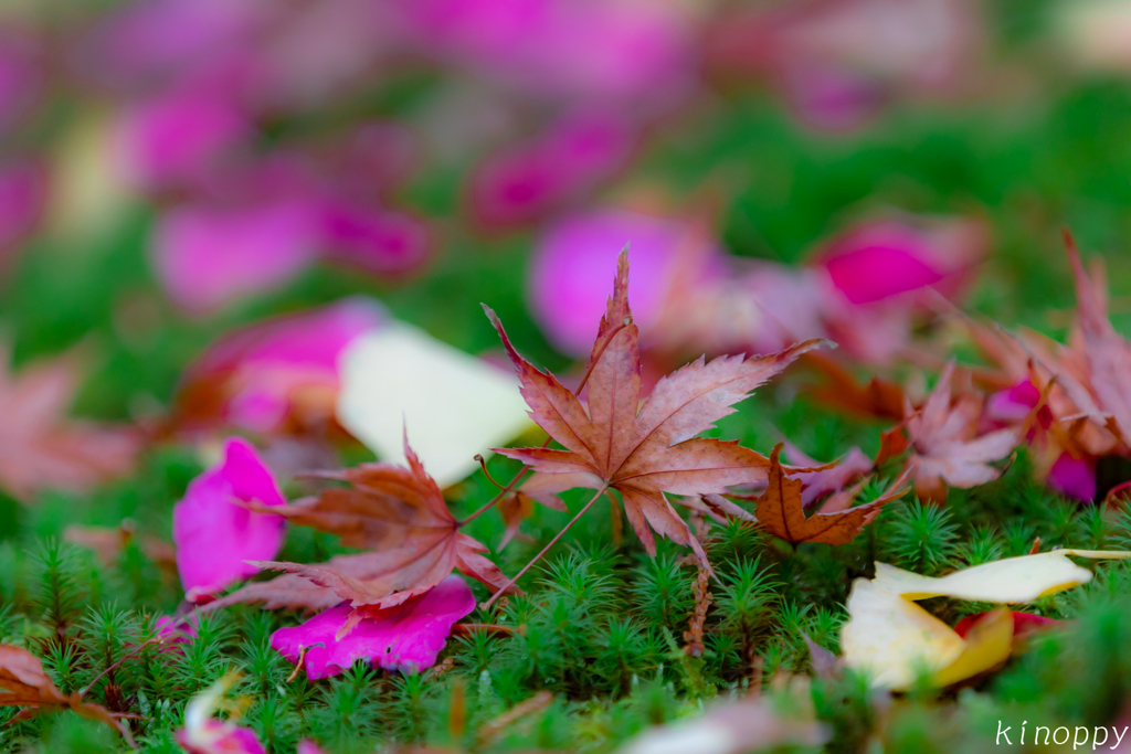 清水寺本坊庭園 紅葉 7