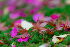 清水寺本坊庭園 紅葉 7