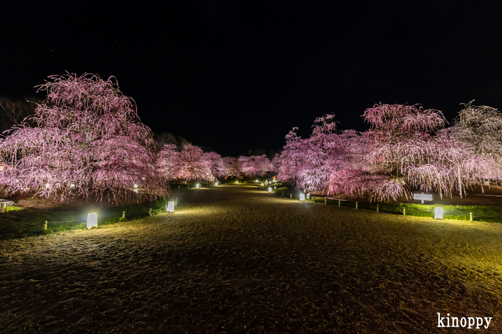 鈴鹿の森庭園 ライトアップ 7