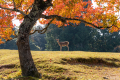 奈良公園 3