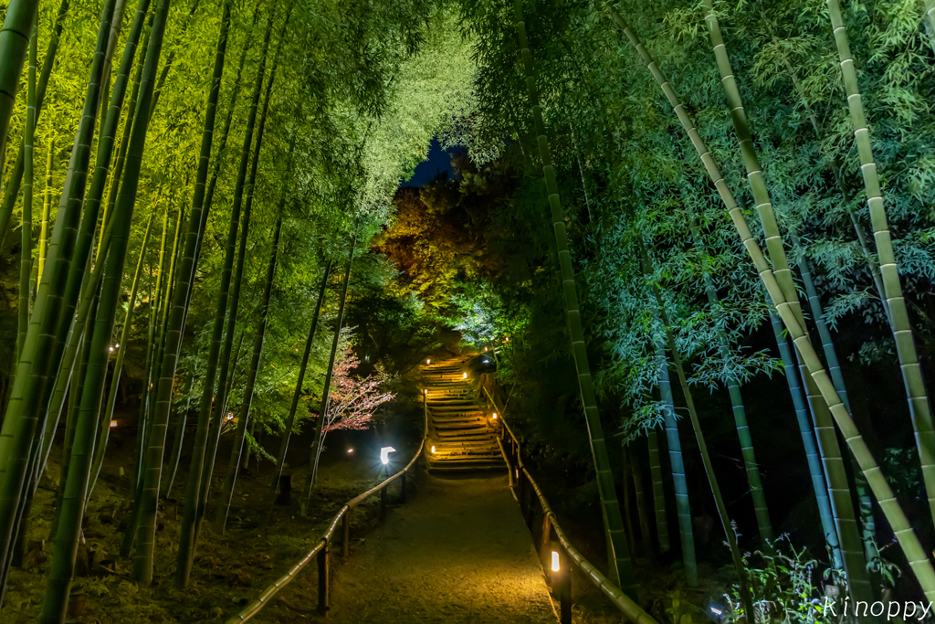 高台寺 竹林