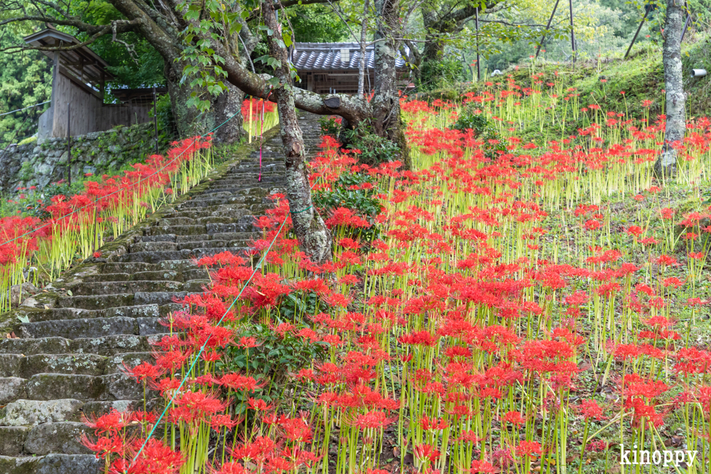 佛隆寺 彼岸花 3