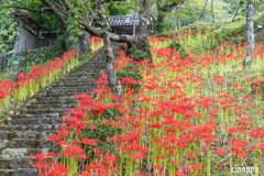 佛隆寺 彼岸花 3
