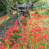 佛隆寺 彼岸花 3