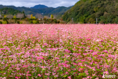 姫路 赤蕎麦畑 2 姫路 赤蕎麦畑 2