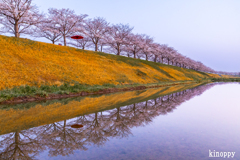おの桜づつみ回廊 2
