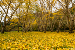 坂根 イチョウ並木