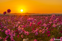 ひまわりの丘公園 コスモス 3