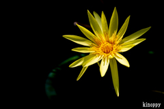 水生植物公園みずの森 8