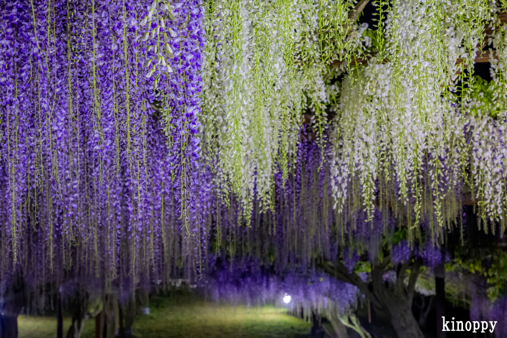 岡山和気 藤公園 ライトアップ 4