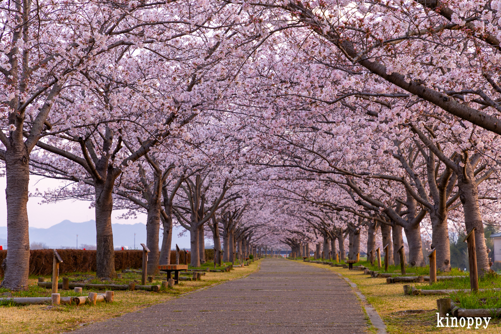 おの桜づつみ回廊 朝景色 3