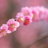 鈴鹿の森庭園 8