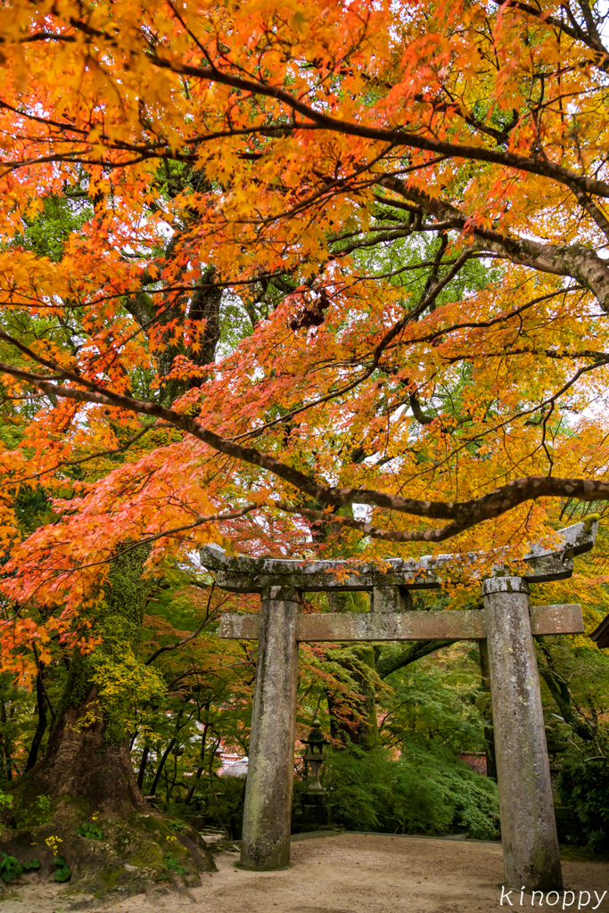 仁比山神社 紅葉 5