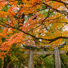仁比山神社 紅葉 5