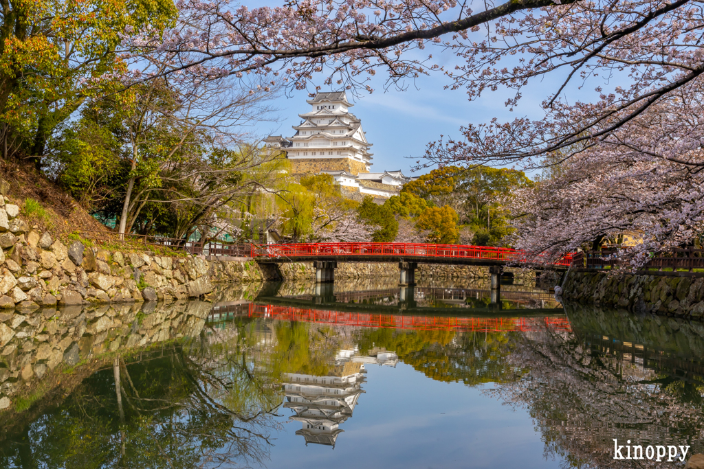 姫路城 桜
