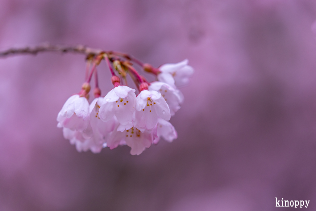 曹源寺 しだれ桜 4