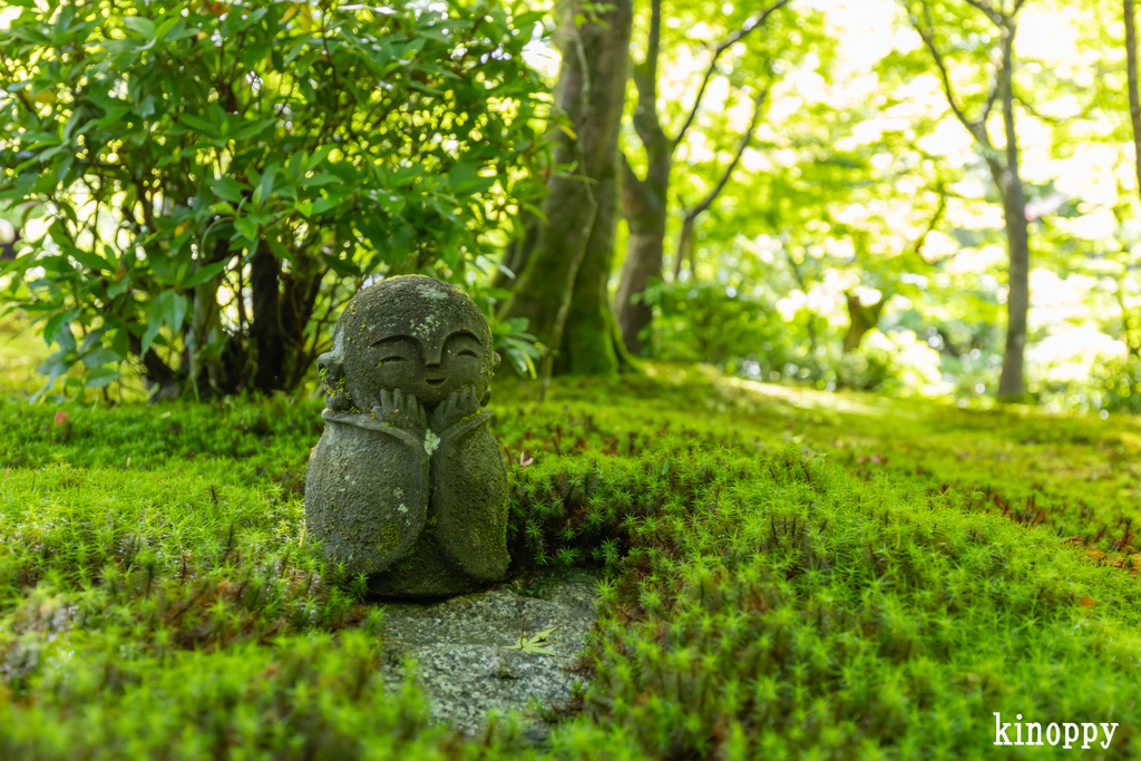 圓光寺 新緑 5
