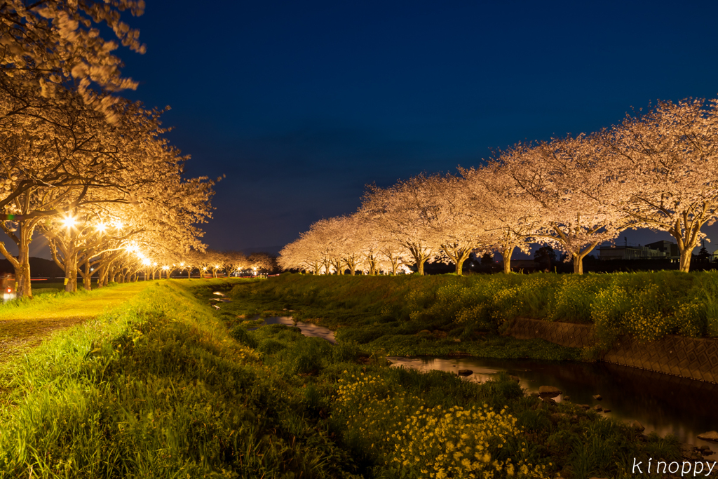 草場川 桜並木 3