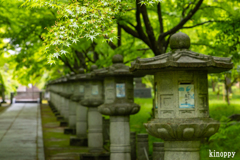 高山寺 新緑 3
