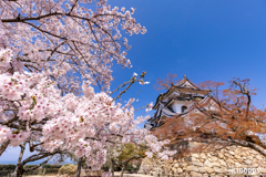 彦根城 桜 6