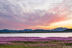 水巻町コスモス 夕景 2