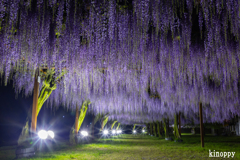 岡山和気藤公園 ライトアップ