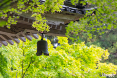 高源寺 新緑 6