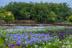 山田池公園 花しょうぶ園