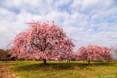 静豊園 河津桜