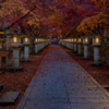 高山寺 紅葉 Ⅱ