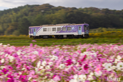 北条鉄道 コスモス畑 4