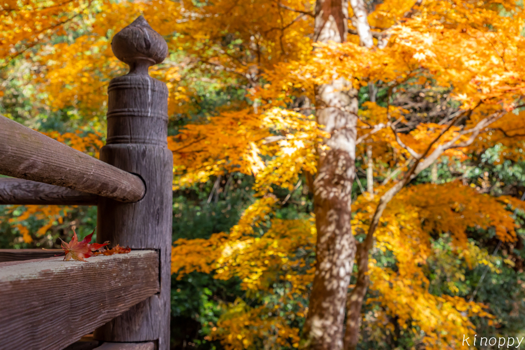 西光寺 紅葉 3