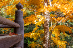 西光寺 紅葉 3