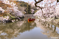 彦根城 桜 14